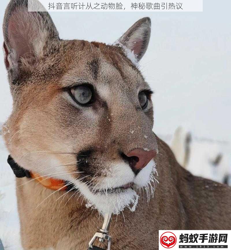 抖音言听计从之动物脸