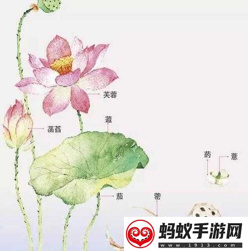 女性莲花开症状图片