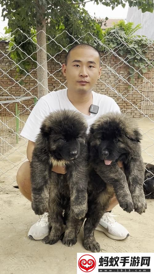 “俄国巨犬一瞥