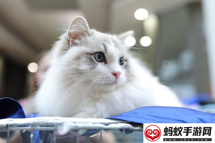 喵星科技